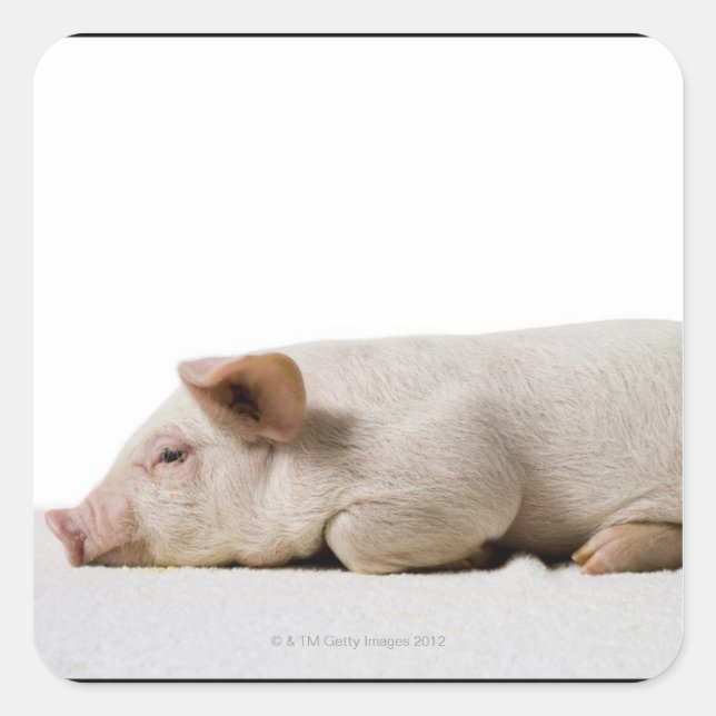 Sticker Carré Profil Piglet Lying Down (Devant)