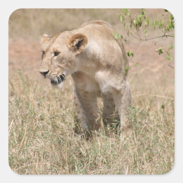 Sticker Carré promenade du lion (Devant)