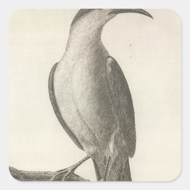 Sticker Carré Promerops ou Bee Eater de Californie (Devant)