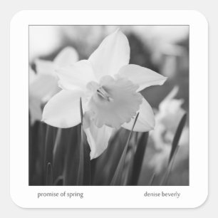 Sticker Carré promesse daffodil jonquil printemps noir et blanc