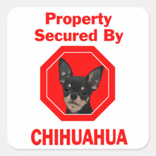 Sticker Carré Propriété garantie par Chihuahua