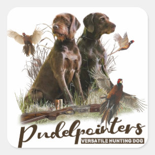 Sticker Carré Pudelpointers, Chasse faisan