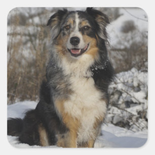 Sticker Carré Puppy Amoureux des chiens australien