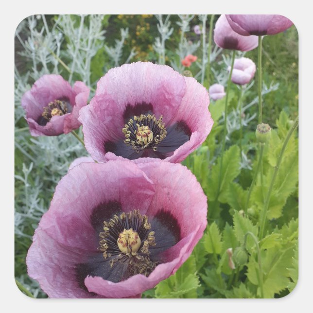 Sticker Carré Purple Poppy Poppies Flower Car Air Freshener (Devant)