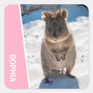 Sticker Carré Quokka Animal Mignon sur la Plage Australie Rose