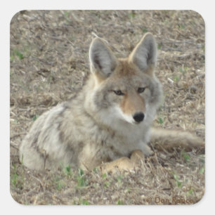 Sticker Carré R22 Coyote Couché