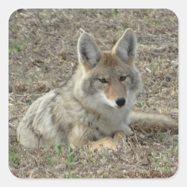Sticker Carré R22 Coyote Laying (Devant)