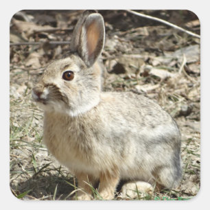Sticker Carré R24 Coton-tail Rabbit