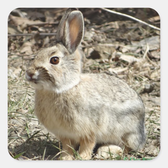 Sticker Carré R24 Coton-tail Rabbit (Devant)