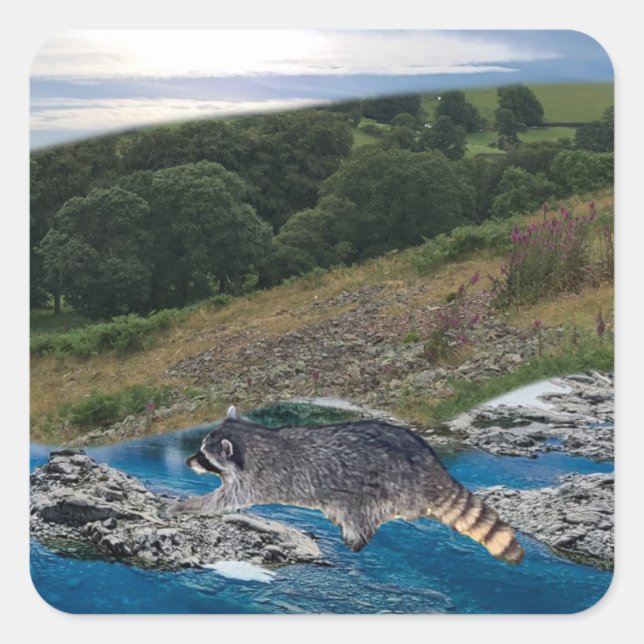 Sticker Carré Raccoon curieux et intelligent (Devant)