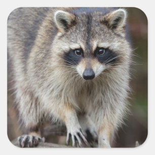 Sticker Carré Raccoon, Procyon lotor, Floride, USA 2