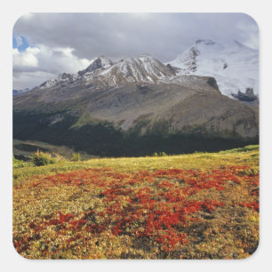 Sticker Carré Raisin d'ours au début de l'automne Athabasca Peak