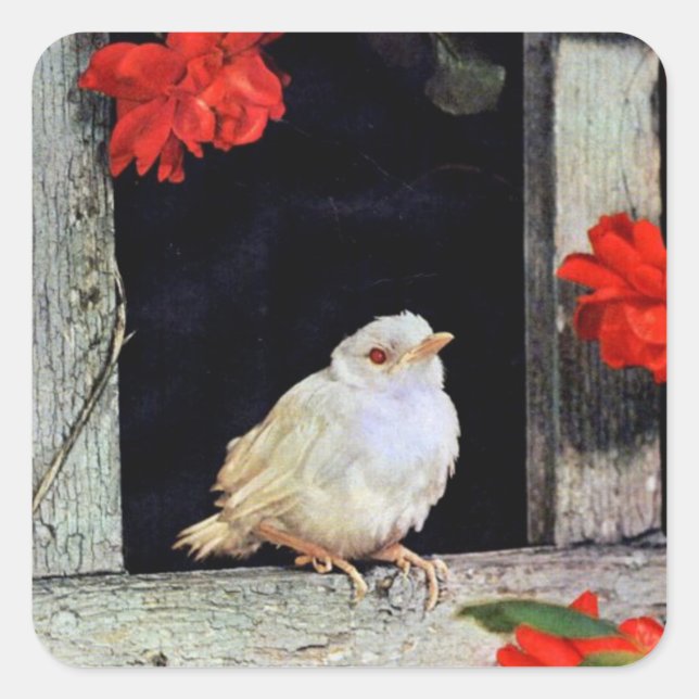 Sticker Carré RARE albino bird (Devant)