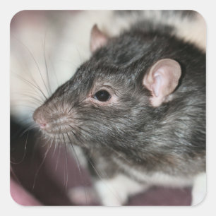 Sticker Carré Rat