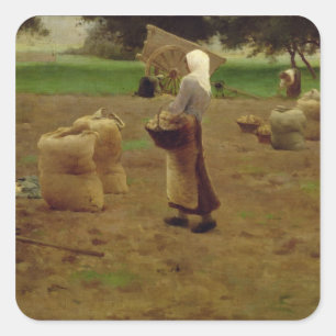 Sticker Carré Récolte de pommes de terre