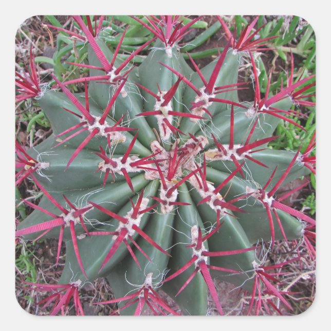 Sticker Carré Red Green Barrel Cactus Sud-Ouest Plante Photo (Devant)