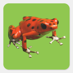 Sticker Carré Red Poison Dart Frog