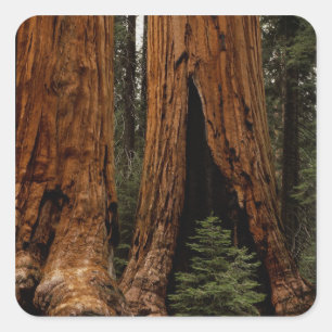 Sticker Carré Redwood Trees, Sequoia National Park.