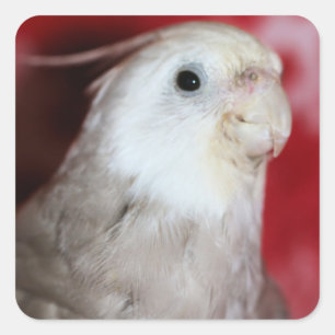 Sticker Carré Reeples