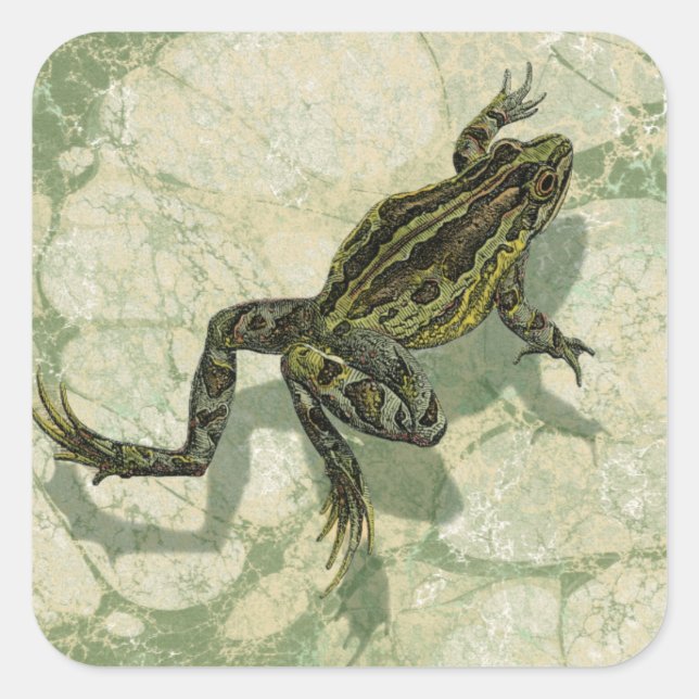 Sticker Carré Remonter le crapaud dans l'eau (Devant)