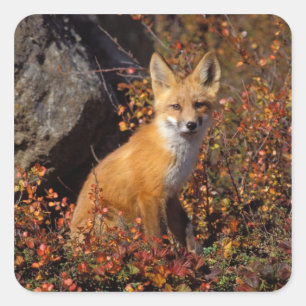 Sticker Carré renard rouge, Vulpes vulpes, en couleurs automnale