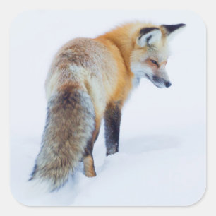 Sticker Carré Renard roux en hiver