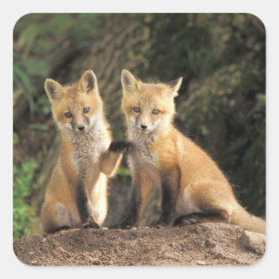 Sticker Carré Renardeau devant terrier (Vulpes vulpes)