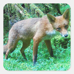 Sticker Carré Renardeau roux Art faunique mignon de la forêt syl