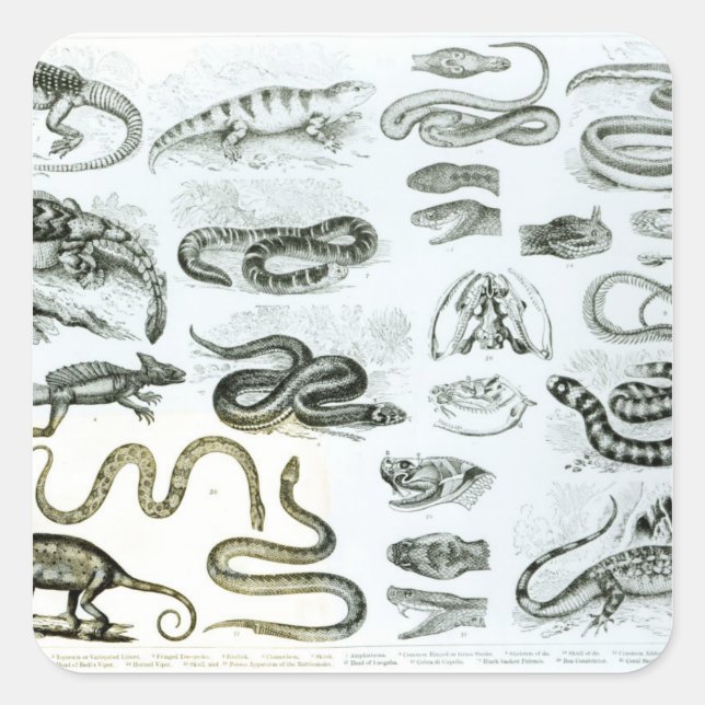 Sticker Carré Reptiles, serpents et lézards (Devant)