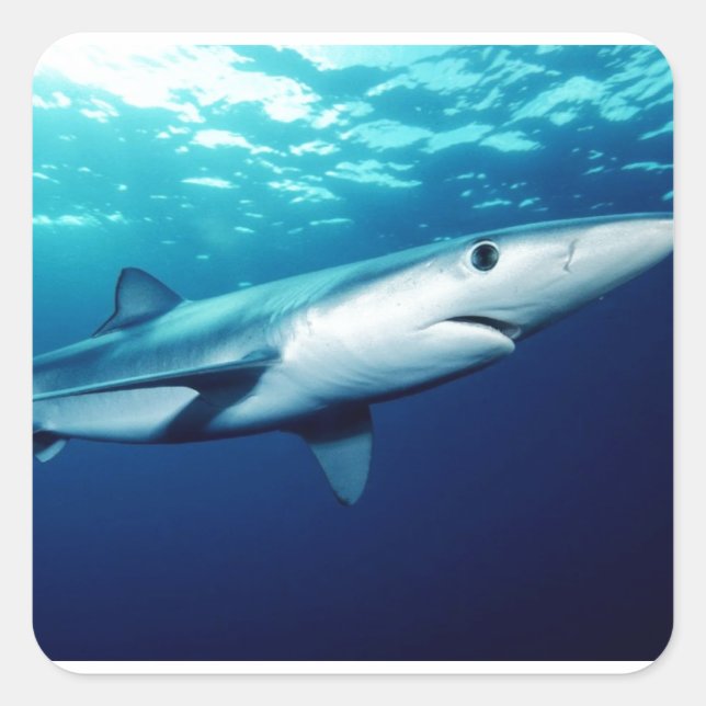 Sticker Carré Requin bleu (Devant)