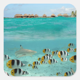 Sticker Carré Requin chasse des poissons dans la lagune de Bora 