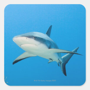 Sticker Carré Requin des Caraïbes (Carcharhinus perezi)
