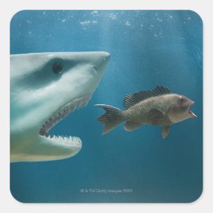 Sticker Carré Requin pourchassant des achigan à la mer pourchass