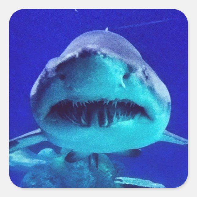Sticker Carré Requin tigre (Devant)