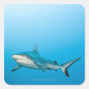 Sticker Carré Requins gris (Carcharhinus amblyrhnchos)