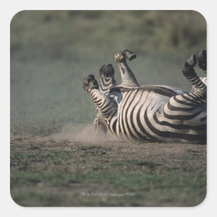 Sticker Carré Réserve nationale du Masai Mara, Kenya 2