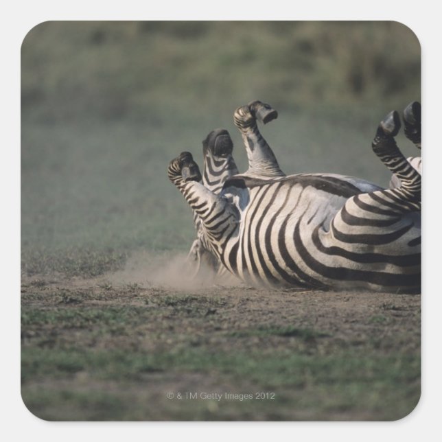 Sticker Carré Réserve nationale du Masai Mara, Kenya 2 (Devant)