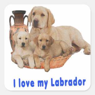Sticker Carré Retriever du Labrador