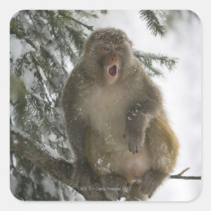 Sticker Carré Rhesus Macaque singe (Macaca mulatta) assis