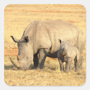 Sticker Carré rhinocéros mignons en afrique