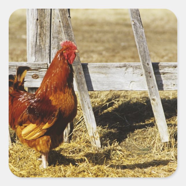 Sticker Carré Rhode Island Red Rooster (Devant)
