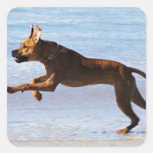 Sticker Carré Rhodesian Ridgeback - saut