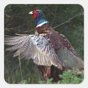 Sticker Carré Ring Pheasant