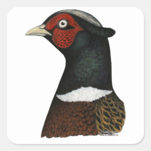 Sticker Carré Ringneck Pheasant Head