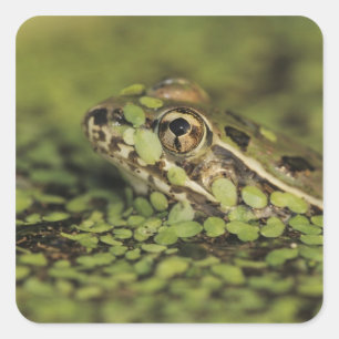 Sticker Carré Rio Grande Leopard Frog, Rana berlandieri,