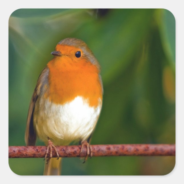 Sticker Carré ROBIN Rouge (Devant)