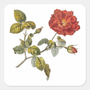 Sticker Carré Rosa Gallica Belle Red Antique Rose Vintage