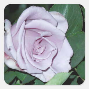 Sticker Carré Rose argenté
