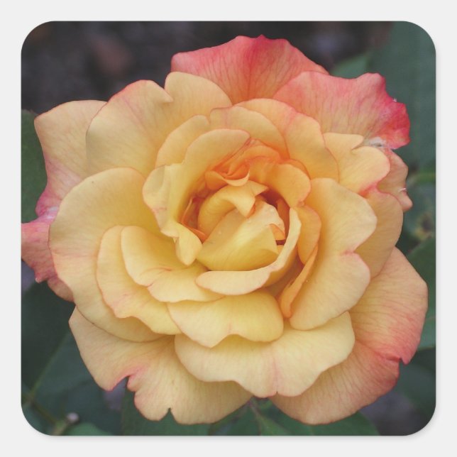 Sticker Carré Rose Beautiful Pink and Yellow Floral (Devant)