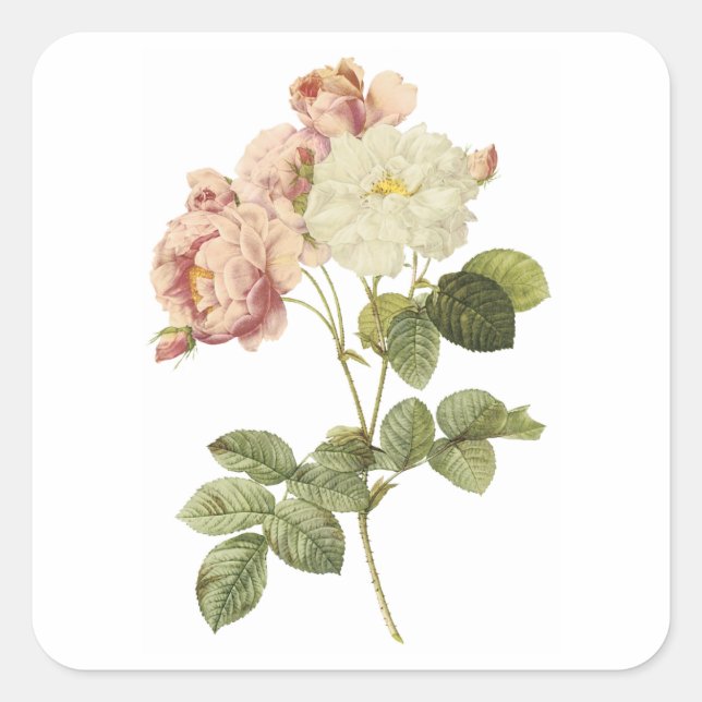 Sticker Carré rose damassé (Rosa damascena celsiana) par Redouté (Devant)